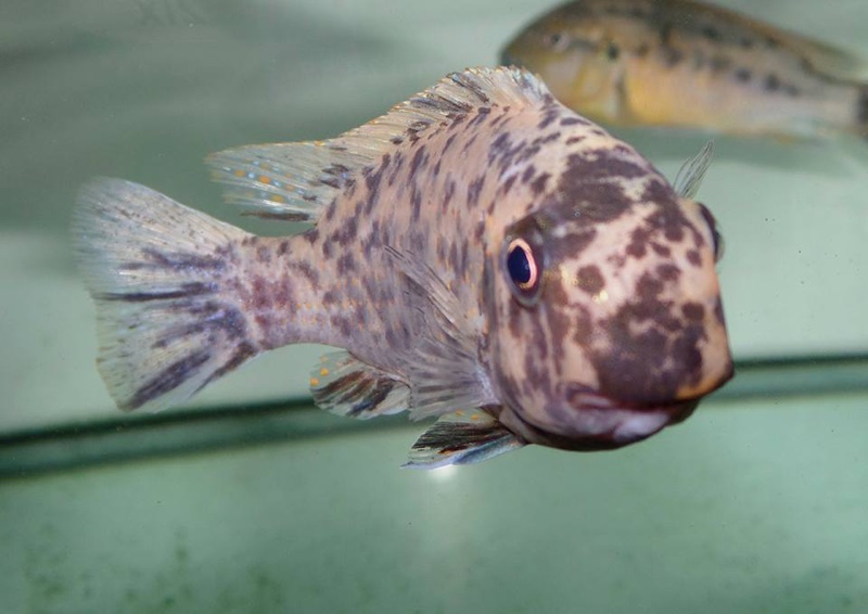 Labeotropheus fuelleborni 'Mbamba Bay'